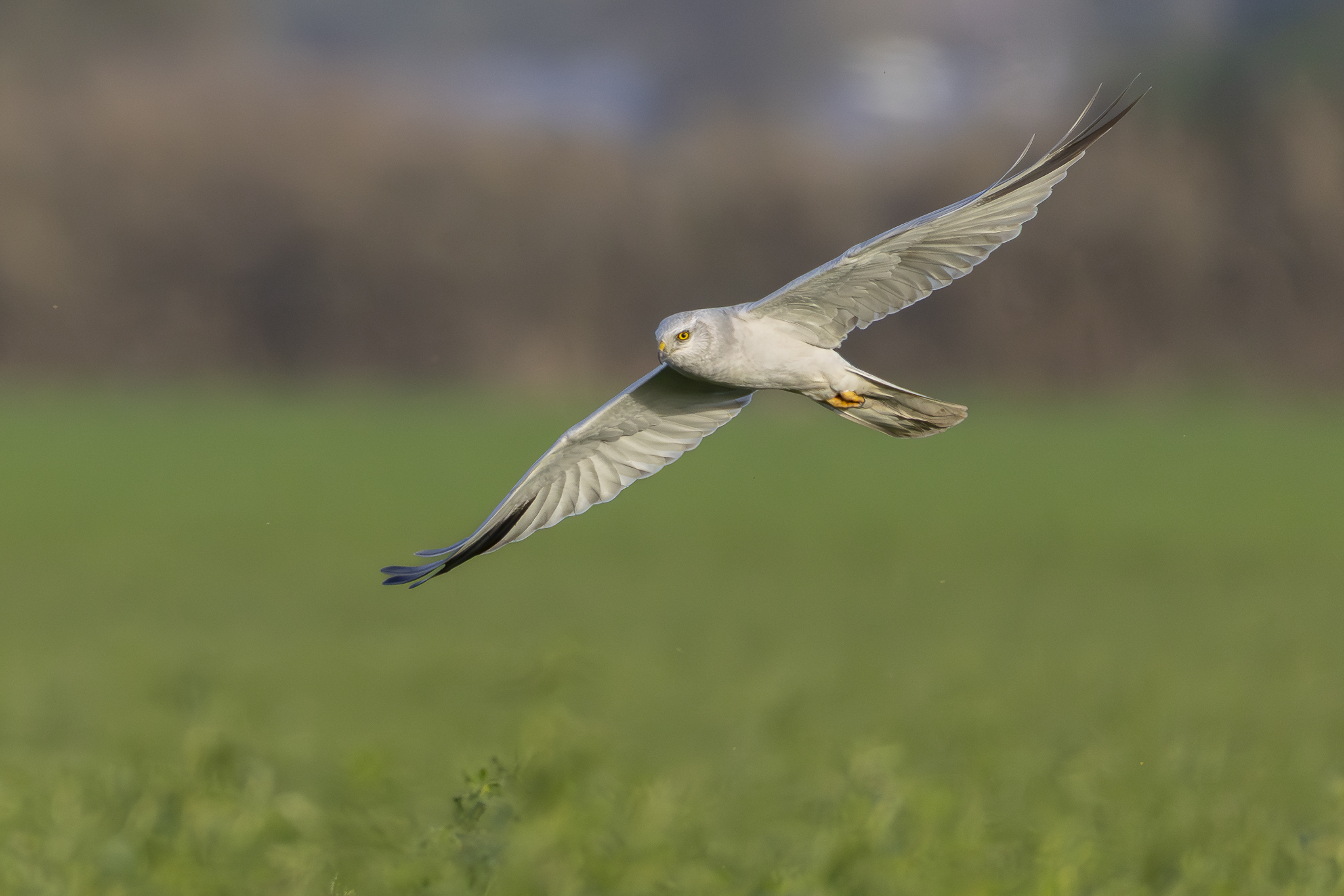 זרוע שדות זכר